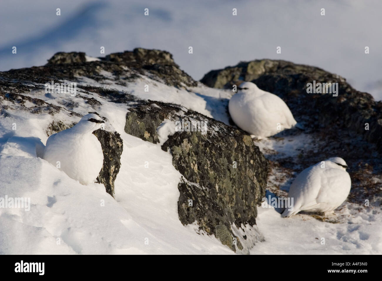 Alaska thompson pass le lagopède alpin en plumage d'hiver janvier Banque D'Images
