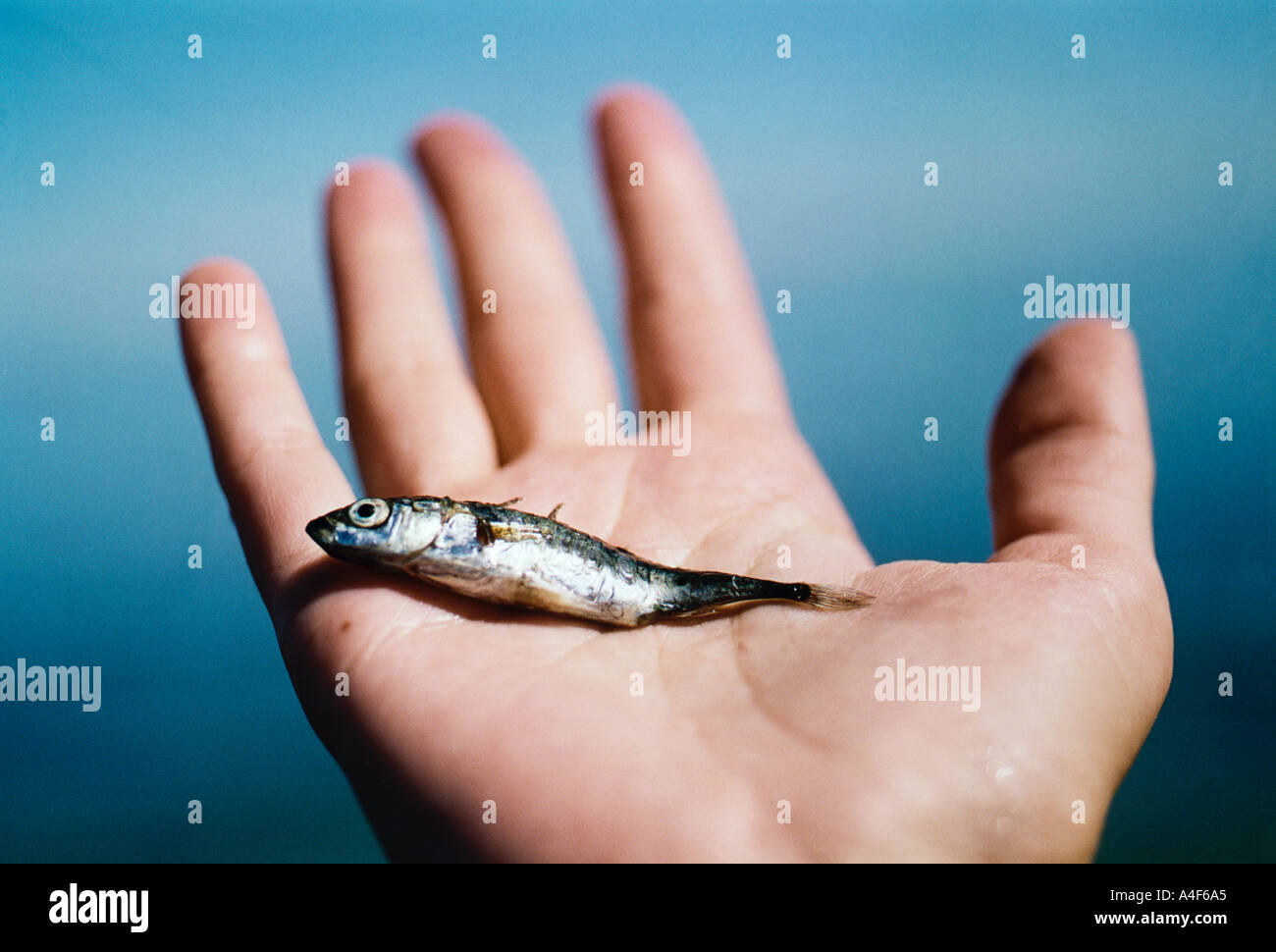 Homme tenant un petit poisson dans sa main Banque D'Images