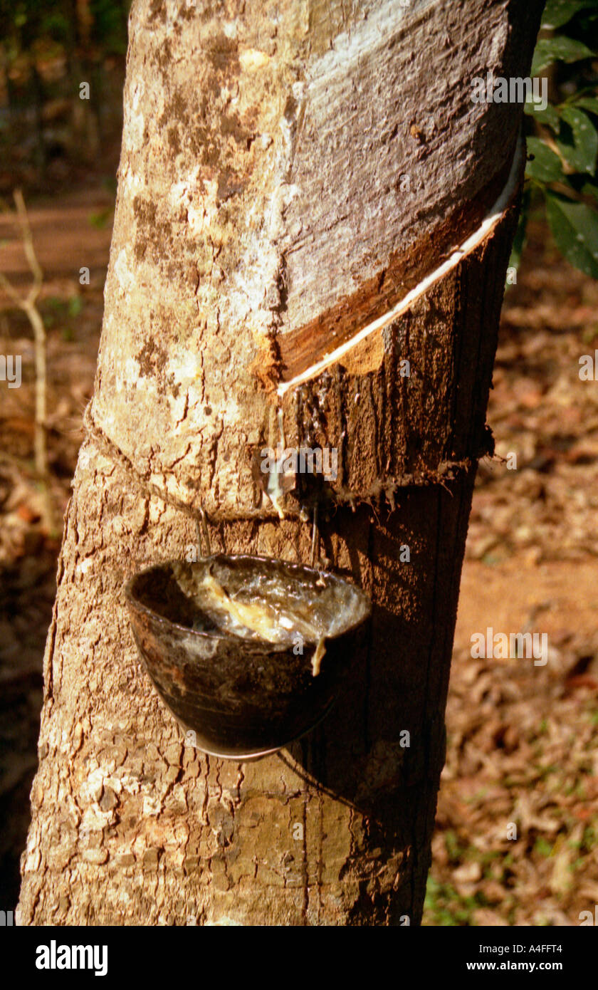La récolte du latex de l'arbre à caoutchouc, Kerala, Inde Banque D'Images