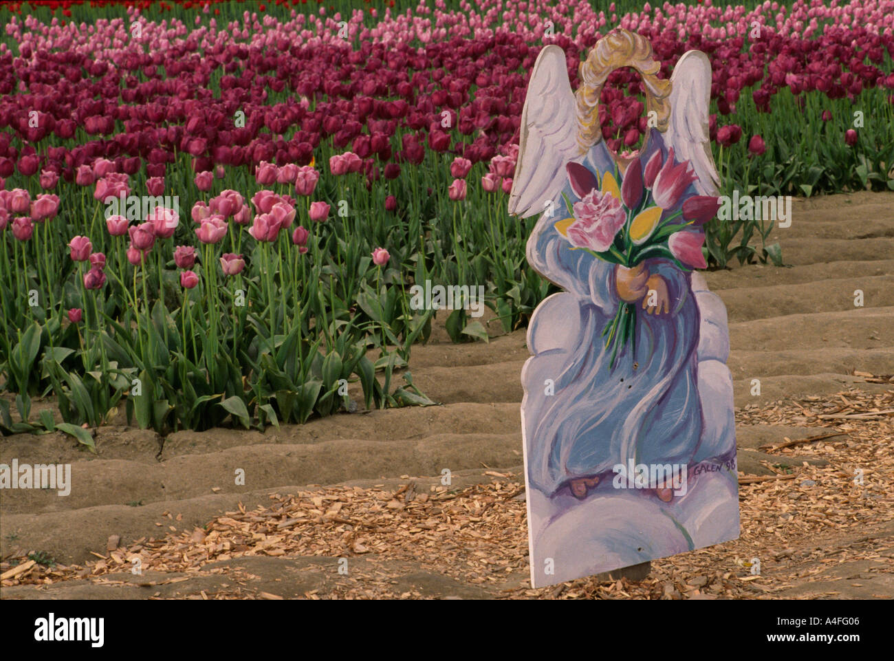 Un ange photoprop sur un champ de tulipes à Mount Vernon dans l'état de Washington USA Banque D'Images