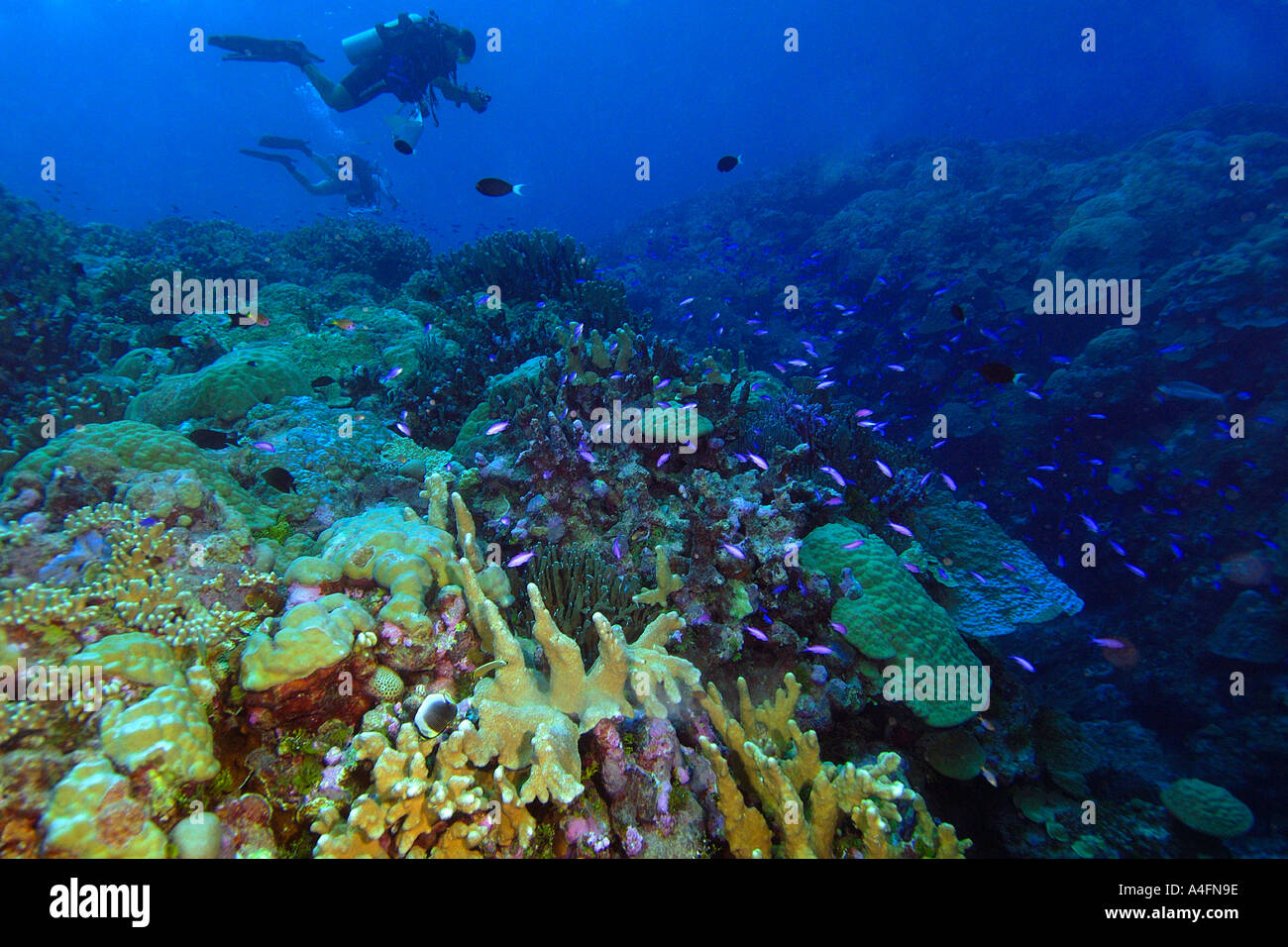 Les plongeurs scientifiques réalisation d'une enquête sur une grande diversité de coraux Namu Marshall, Îles du Pacifique n'atoll Banque D'Images