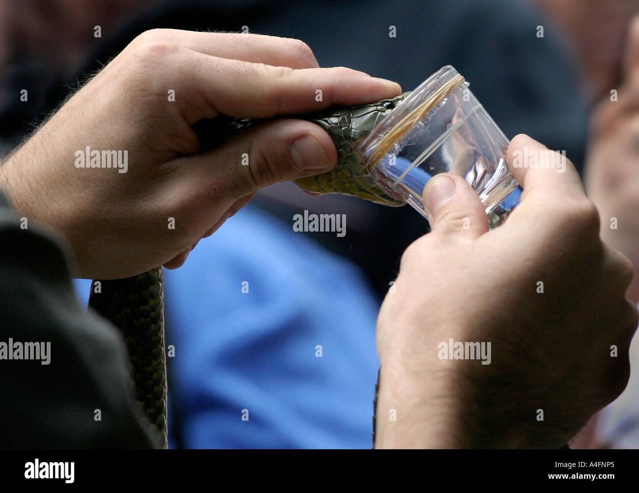 Un serpent tigre de traite Banque D'Images