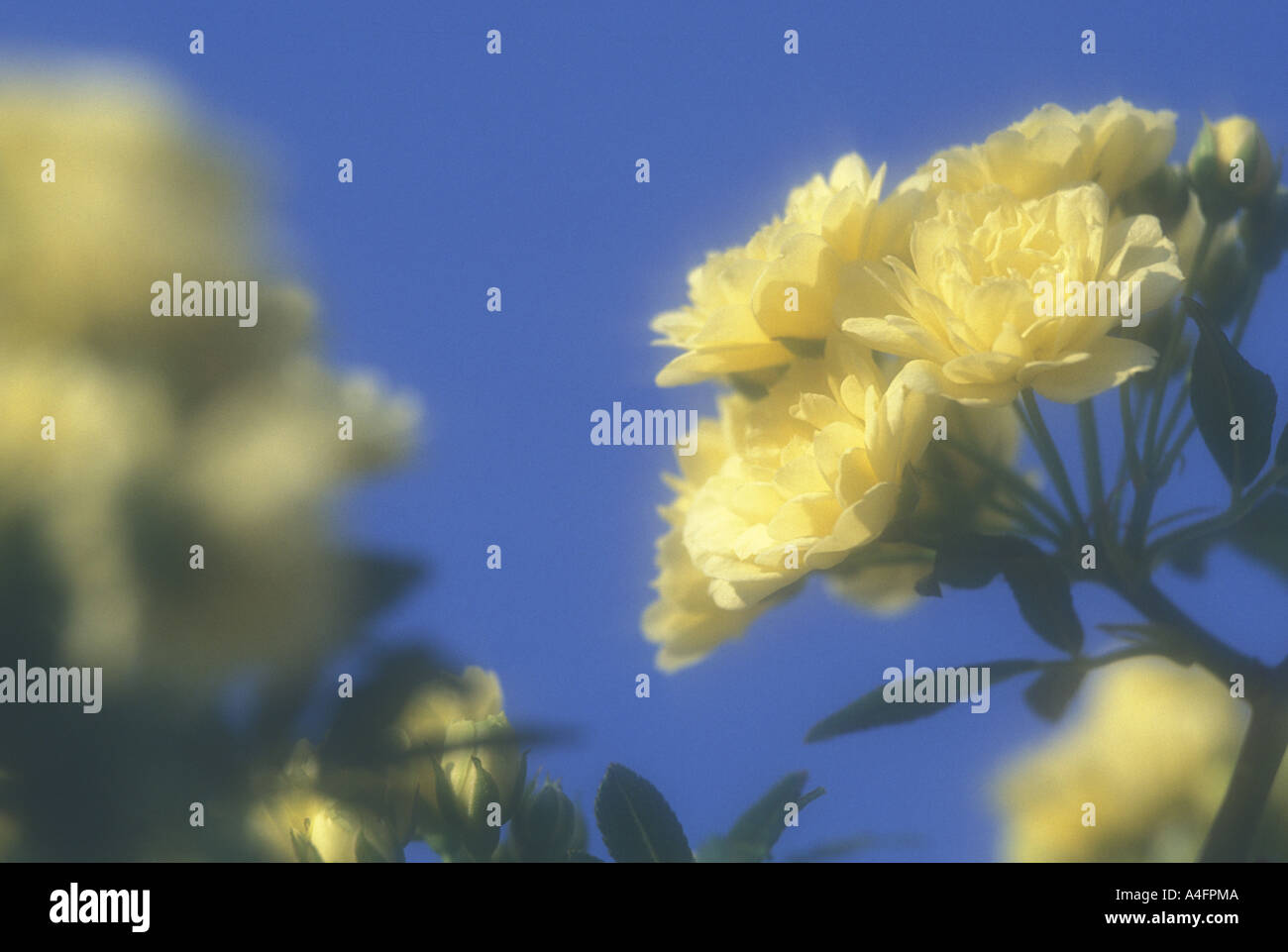Les banques Lady Rose jaune avec Blue sky in soft focus Banque D'Images