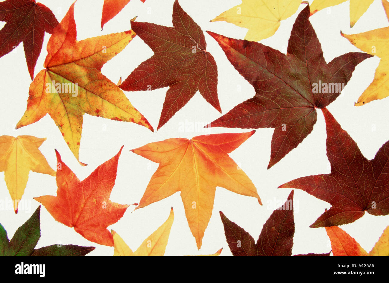 Les feuilles d'automne de l'arbre Liquidambar Liquidambar styraciflua