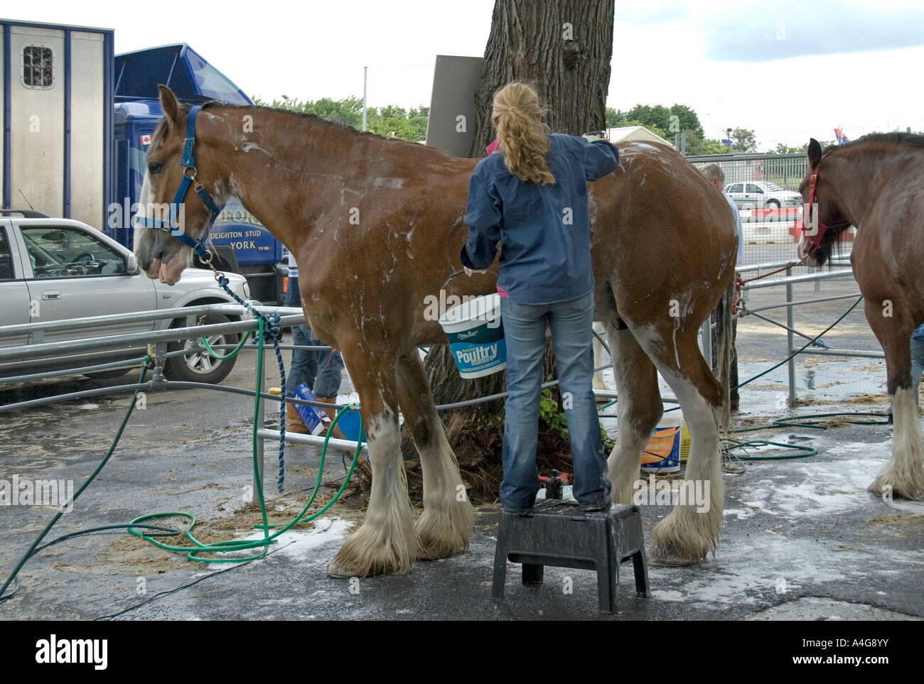 Un cheval Clydesdale en préparation pour le ring d'exposition. Royal Highland Show, Ingliston, Édimbourg, Écosse, Royaume-Uni, Europe. Banque D'Images