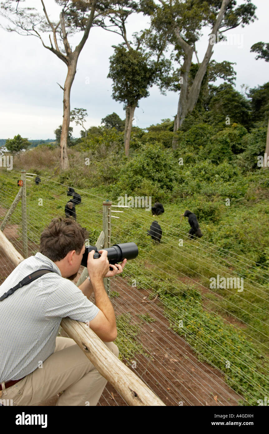 Tourist photographing chimpanzés captifs dans leur habitat Banque D'Images