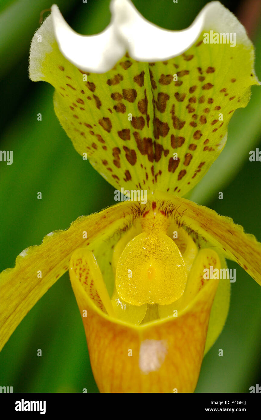 Lady s slipper orchid Banque D'Images