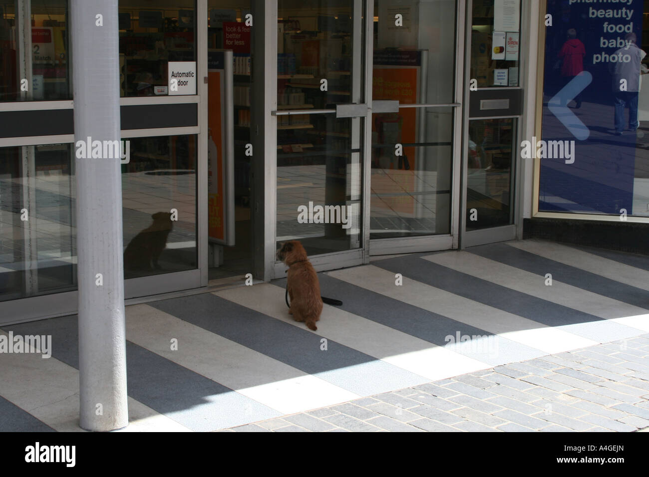 Petit chien en attente de son propriétaire à l'extérieur de l'bottes store dans le centre-ville de Norwich Norfolk Banque D'Images