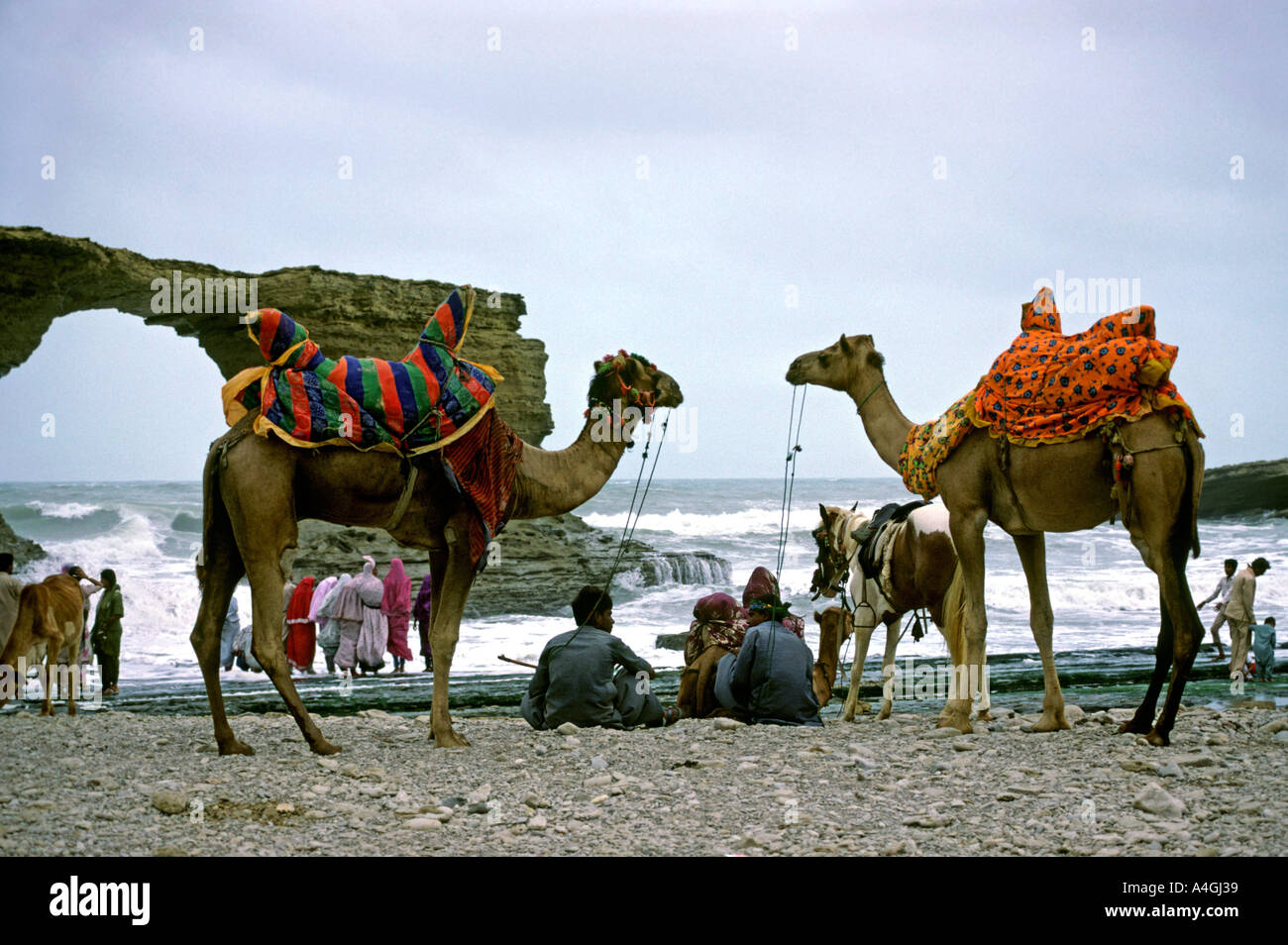 Sind Pakistan Karachi chameaux à Paradise Point Beach Banque D'Images