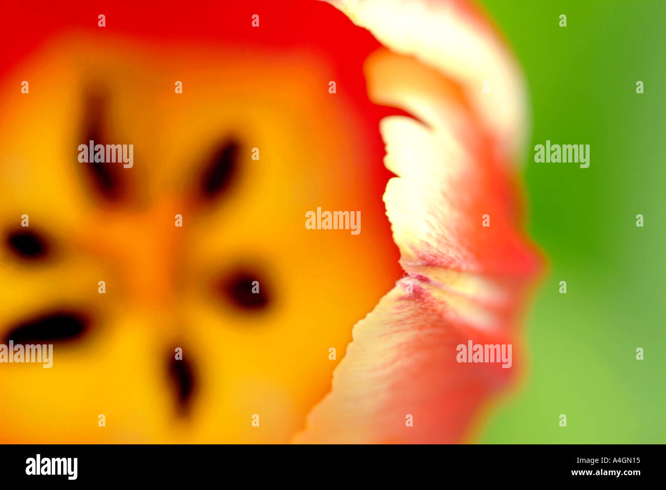 Close-up d'une tulipe fleur avec juste le bord de ses pétales dans l'accent. Banque D'Images