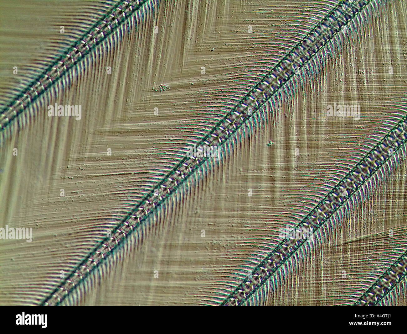 Les poils microscopiques sur une crevette mantis, revelaed avec éclairage à contraste de phase Banque D'Images