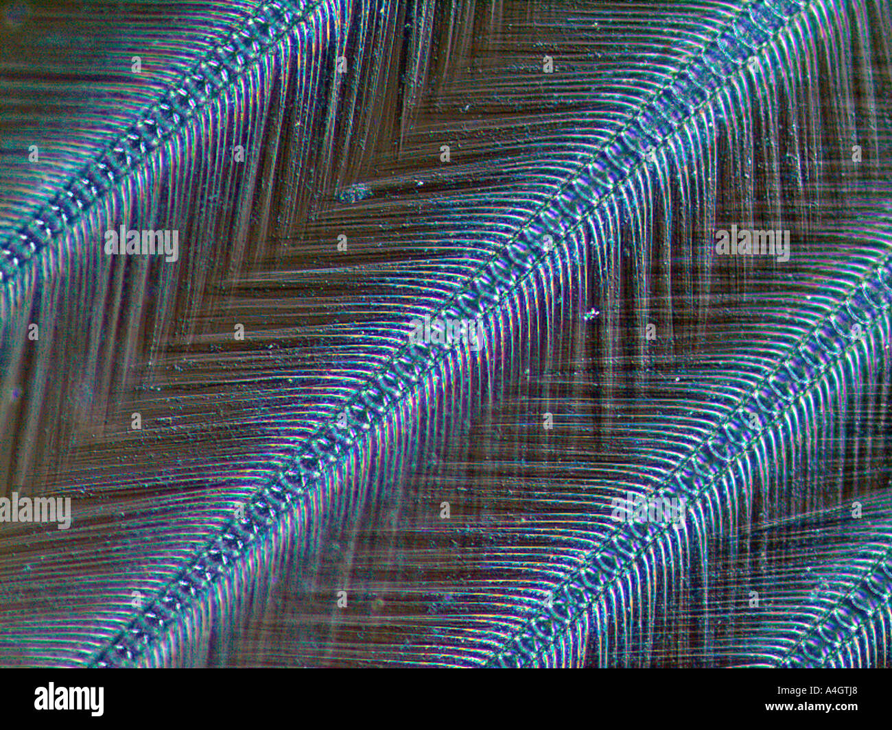 Soies microscopiques (poils) sur une crevette mantis, révélées à l'aide d'éclairage à contraste de phase Banque D'Images