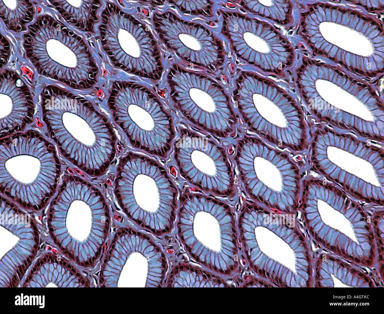 La muqueuse de l'estomac (doublure) d'un poisson, tachées section fine examiné sur une lame de microscope Banque D'Images