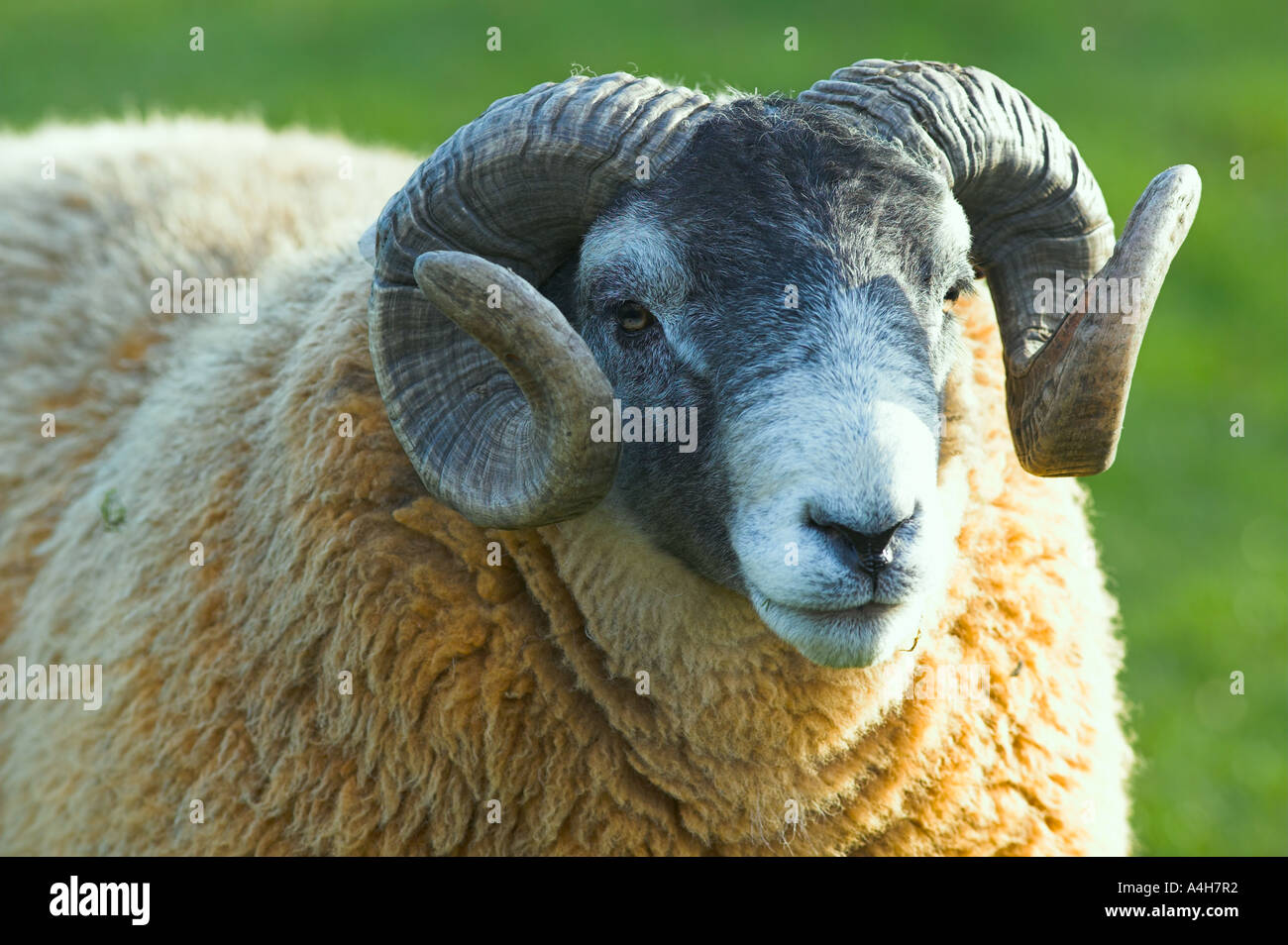 Scottish Blackface ram, Ecosse Banque D'Images