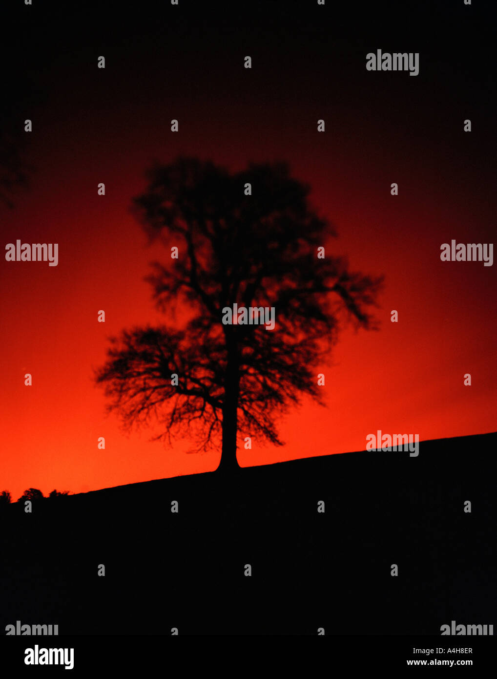 Arbre de nuit, St Briavels Banque D'Images