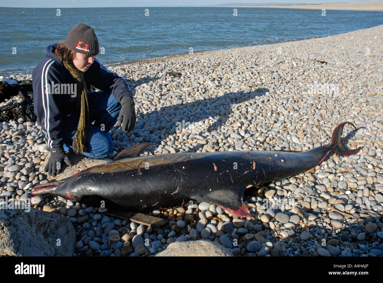 Dauphins morts, personne avec un dauphin mort sur la plage de Chesil, dans le Dorset, Angleterre Royaume-uni Banque D'Images