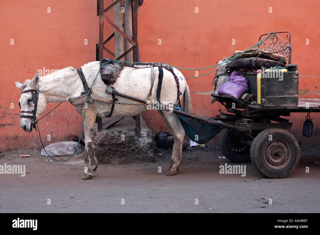 Marrakech Maroc cheval et panier Banque D'Images
