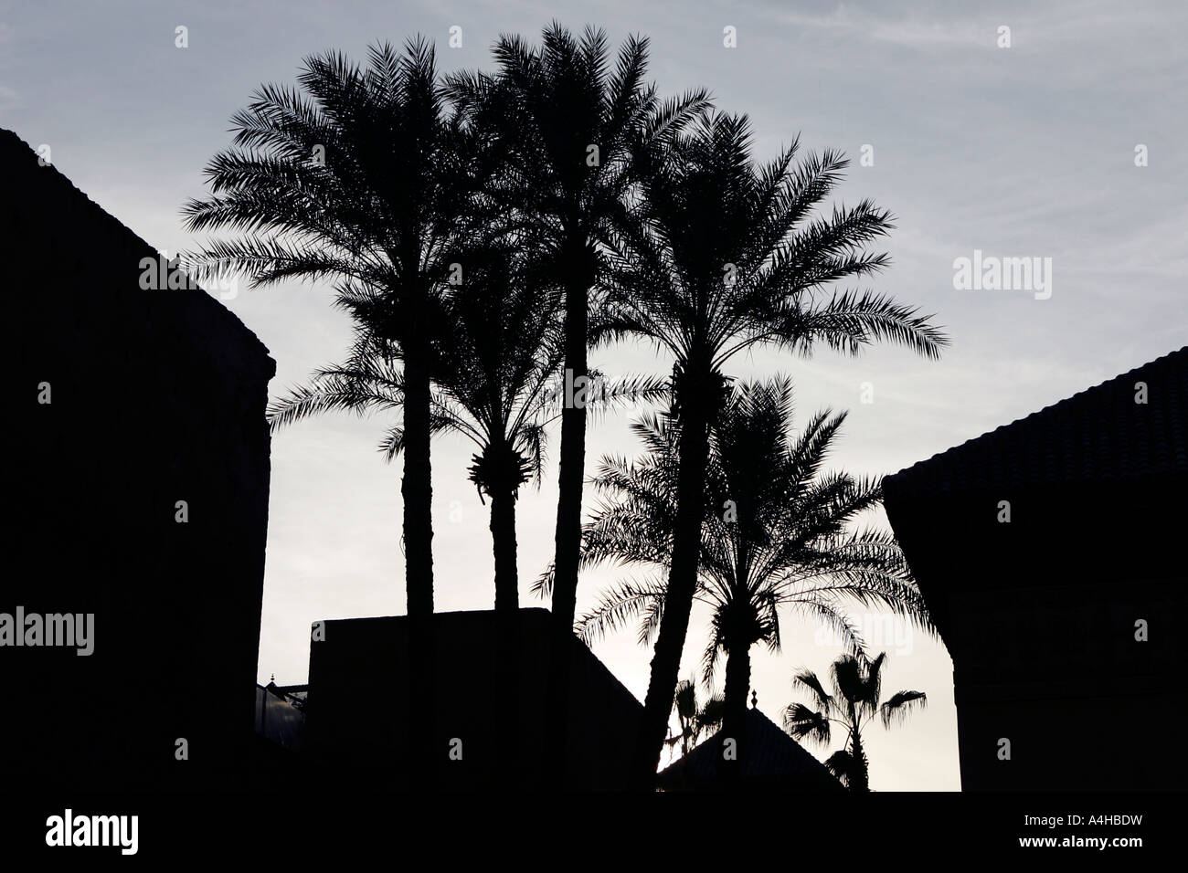 Marrakech Maroc Tombes Saadiennes palms Banque D'Images