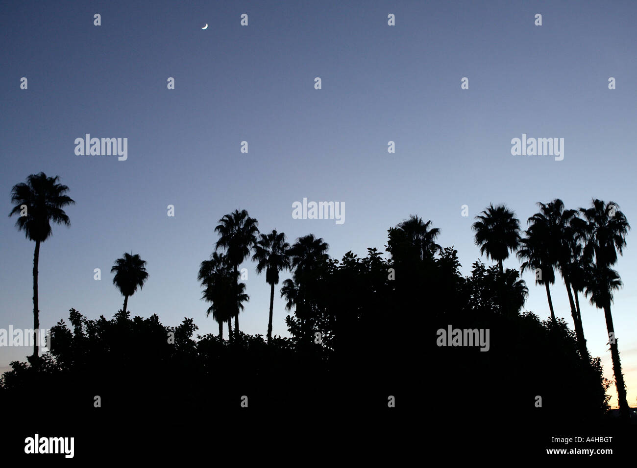 Silhouette Palm, Marrakech, Maroc, Banque D'Images