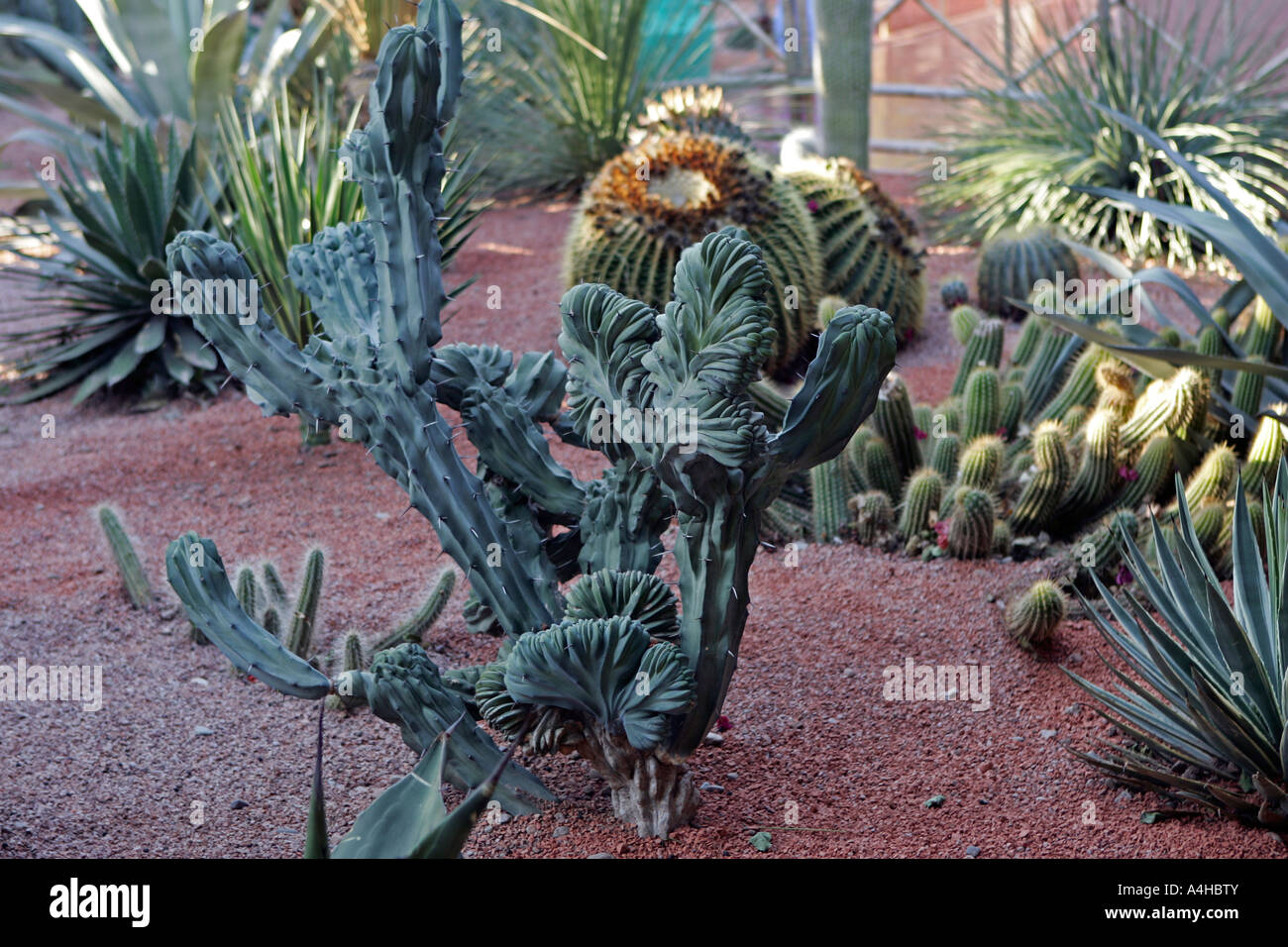 Cactus Jardin Majorelle Marrakech Maroc Banque D'Images