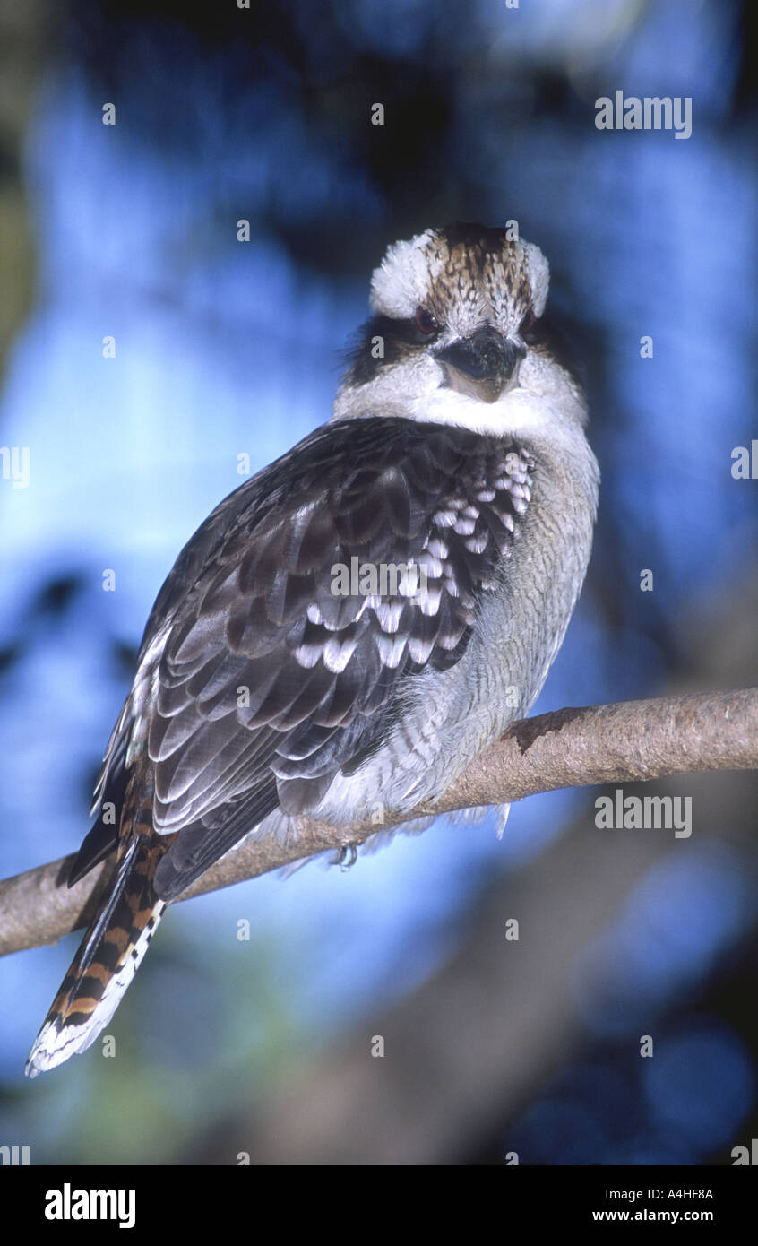 Laughing Kookaburra Australie Dacelo novaeguineae, Banque D'Images