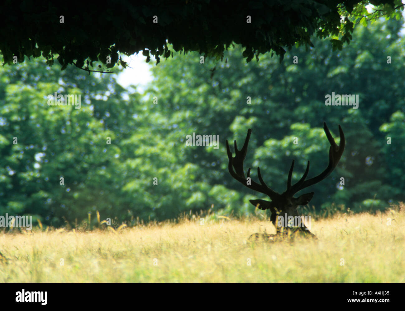 Red Deer stag Cervus elaphus silouetted couché dans l'herbe d'or à Richmond Park Banque D'Images