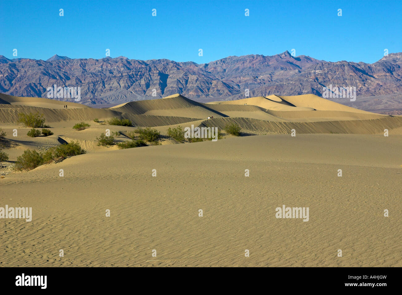 Mesquite Sand Dunes à la Death Valley National Park, California, USA Banque D'Images