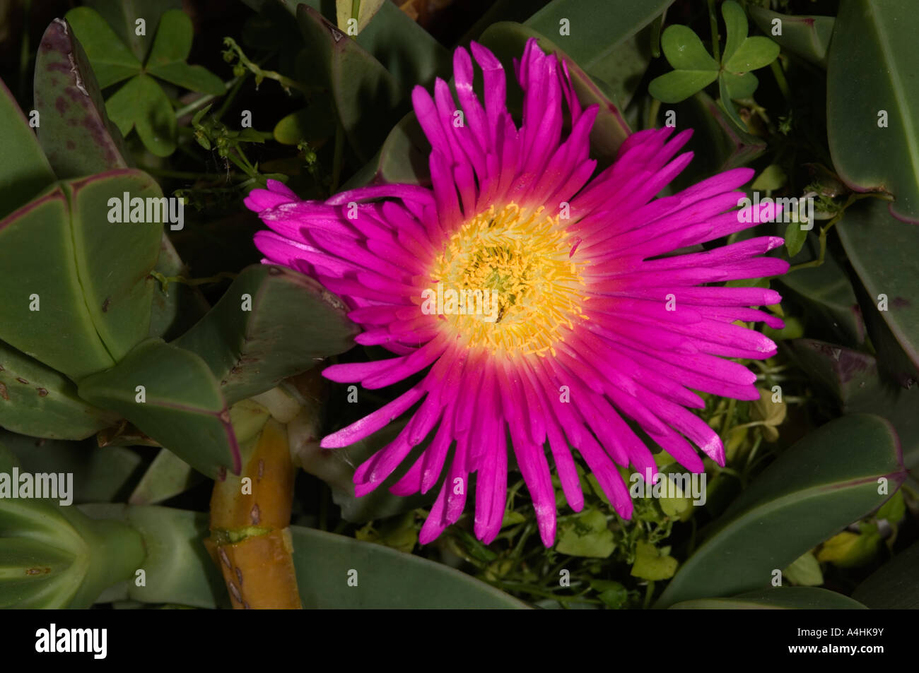 Tapis géant vygie Cephalophyllum Cape Columbine Nature Reserve ...