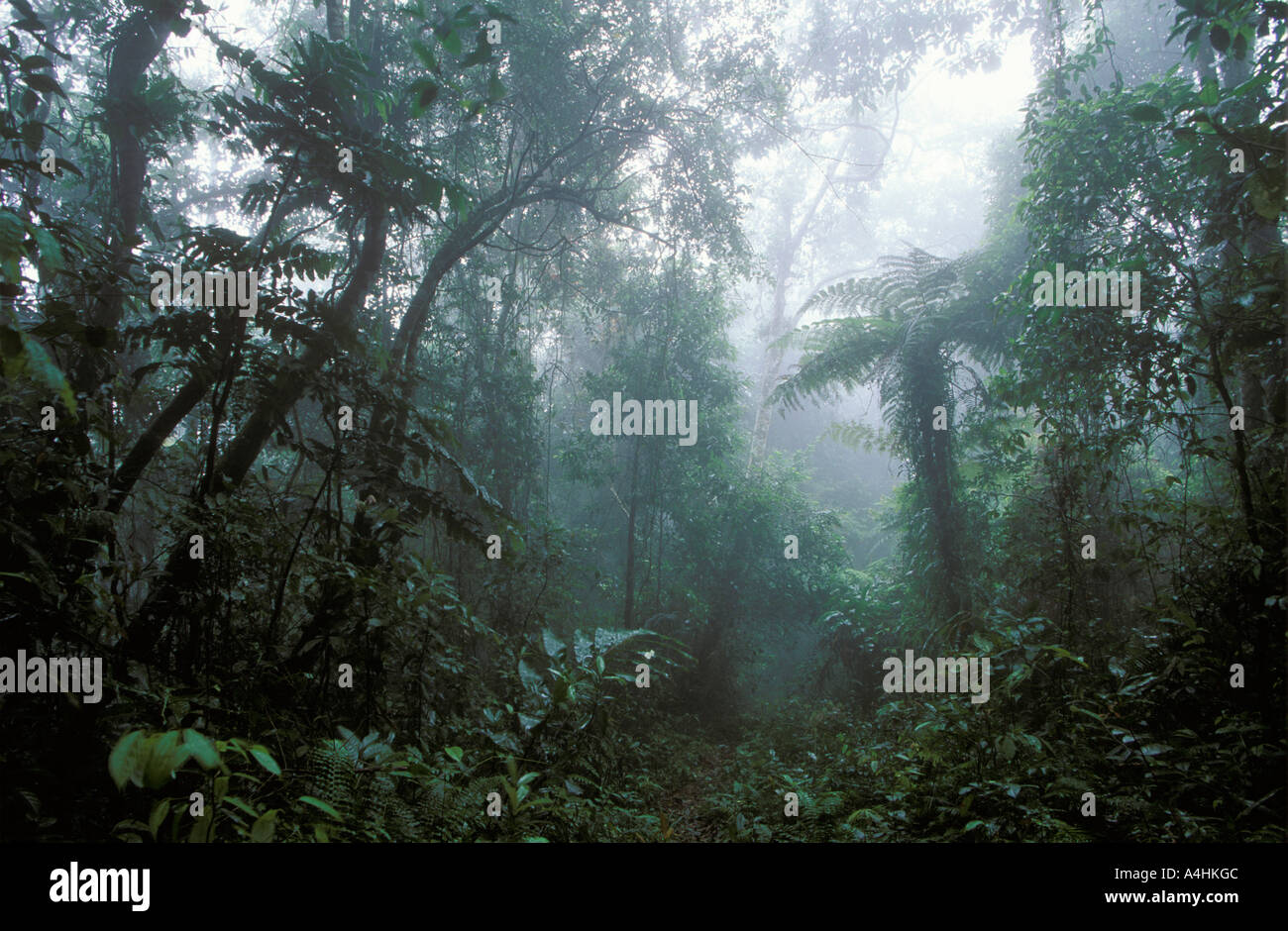 Rainforest Maxwell Hill Malaisie Banque D'Images