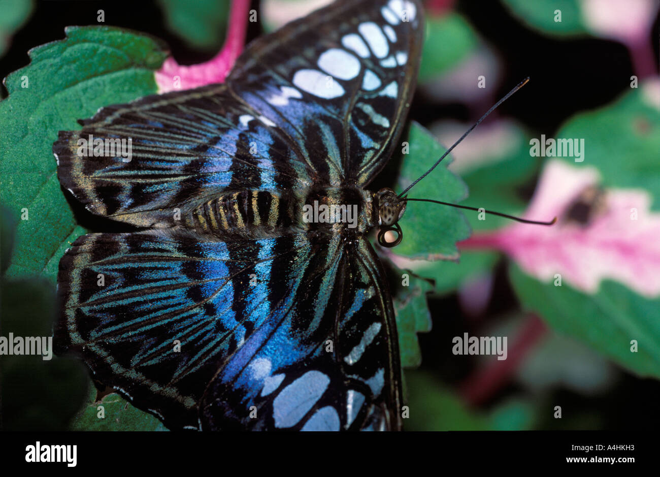 Le Clipper papillon Parthenos sylvia Malaisie Banque D'Images