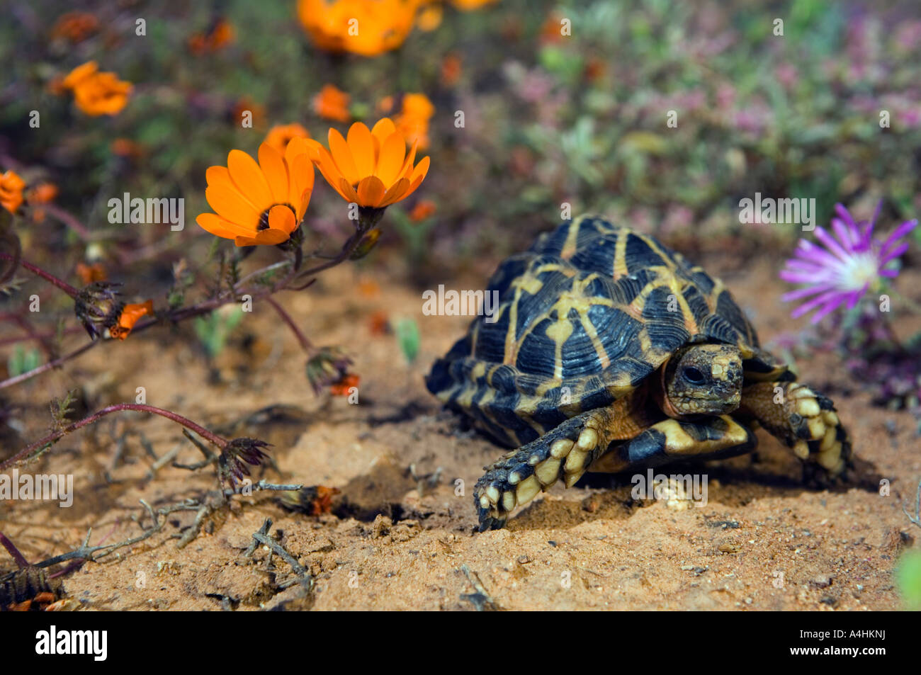 Psammobates tentorius tortue tente de Namaqualand trimeni Garies Afrique du Sud Namaqualand Banque D'Images