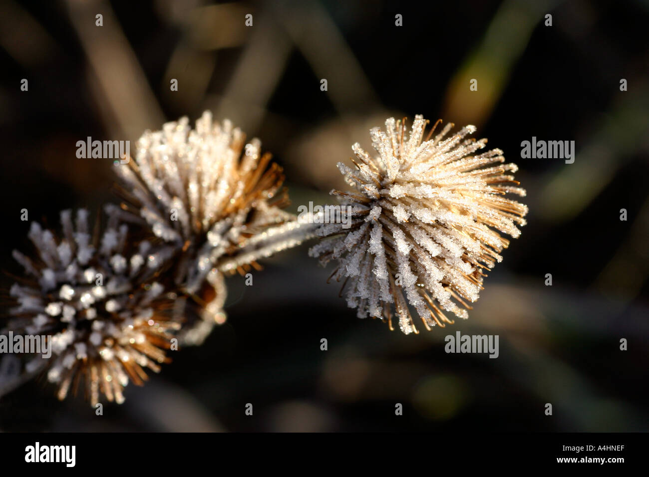 Givre sur Plante Chardon Banque D'Images