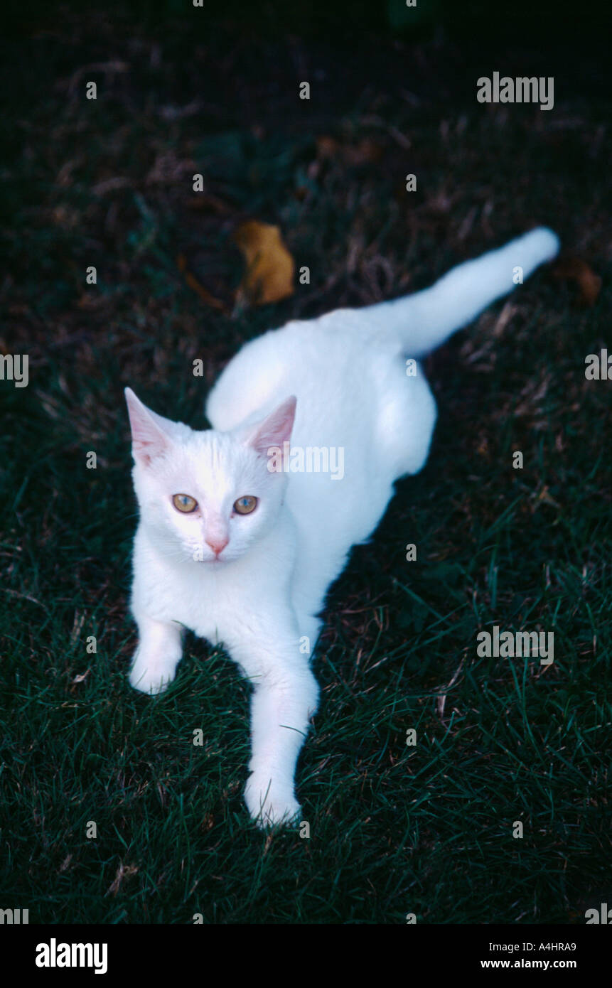 Chaton blanc Banque D'Images