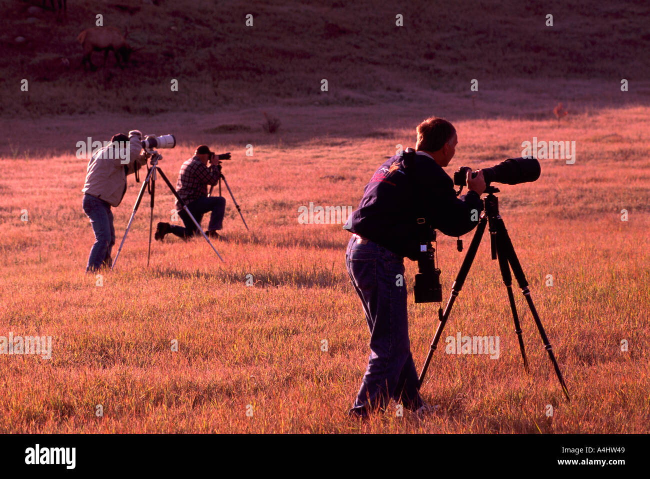 Trois photographes de la nature prendre des photos avec des caméras montées sur des trépieds Banque D'Images