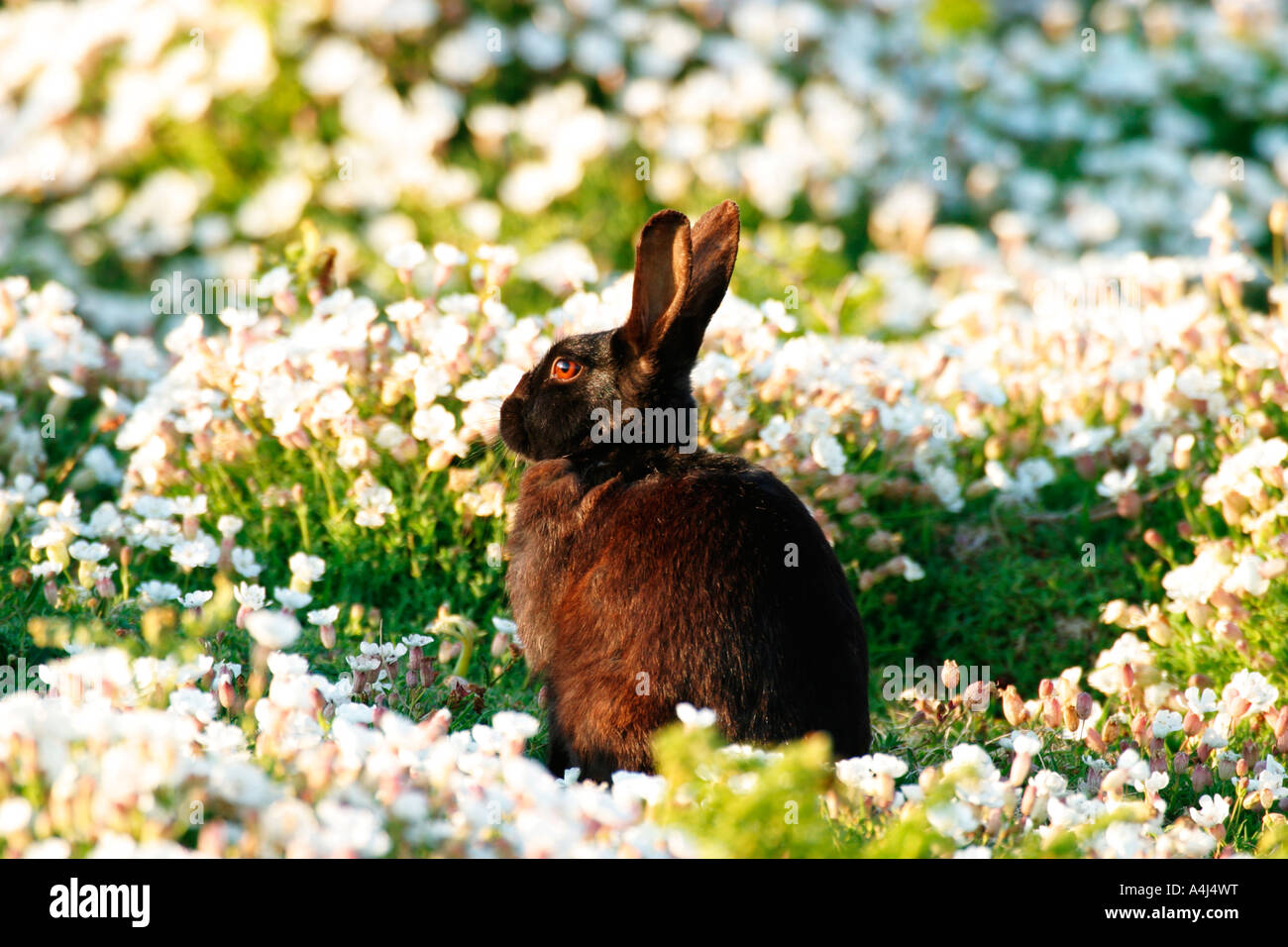 BLACK RABBIT Oryctolagus cuniculus SITTING SIDE VIEW Banque D'Images