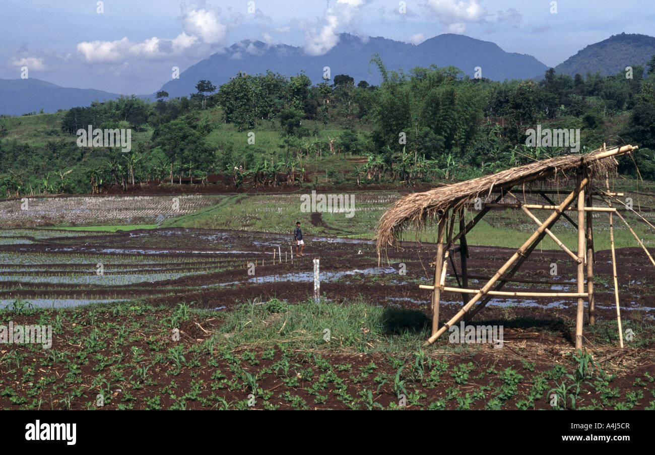 Rizières dans la région de Sumatra. Extrême-Orient Banque D'Images