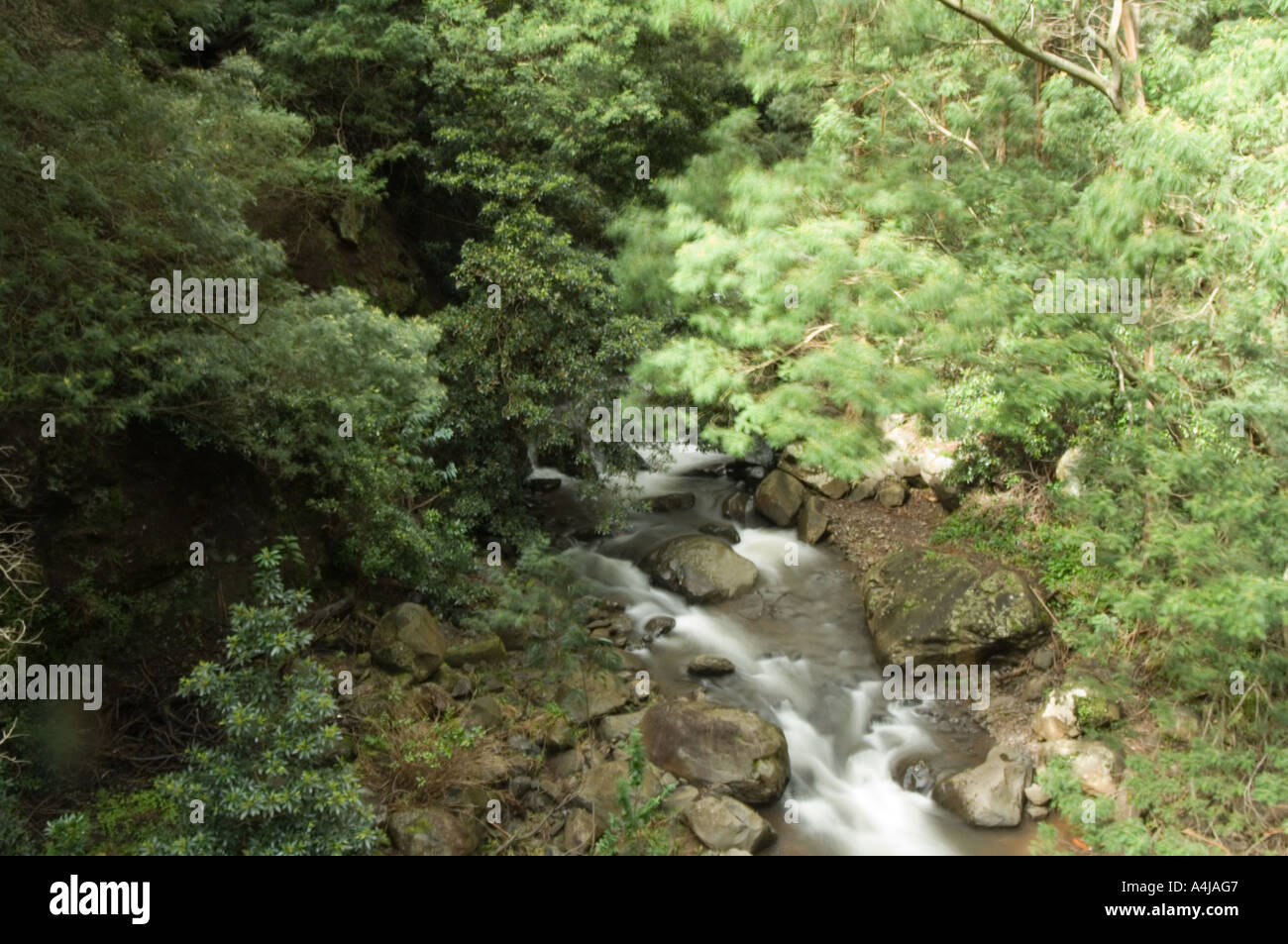 Joao Gomes cascade sur rivière, levada do Bom Sucesso à pied, Funchal, Madeira, Portugal, Europe Banque D'Images