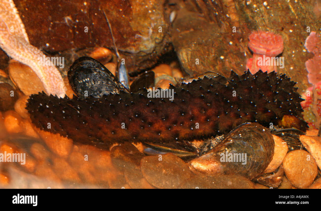 HOLOTHURIA FORSKALI fileur de coton SUR LA FACE INFÉRIEURE DU RÉSERVOIR VUE LATÉRALE Banque D'Images