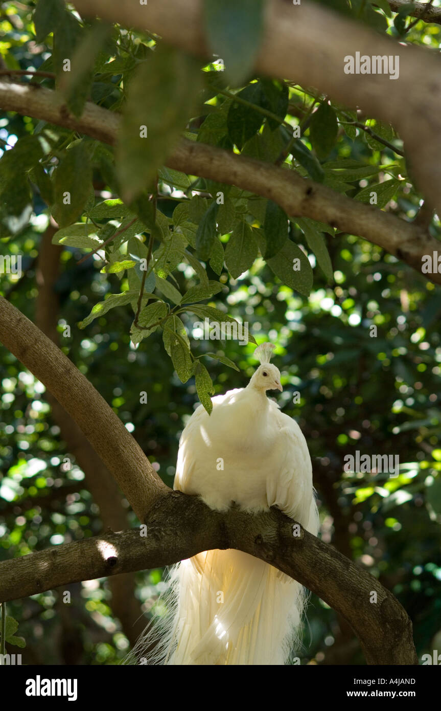 Le paon blanc (Pavo cristatus) mâle perché sur branche d'arbre du jardin botanique, Jardim Botanico, Funchal, Madeira, Portugal Banque D'Images
