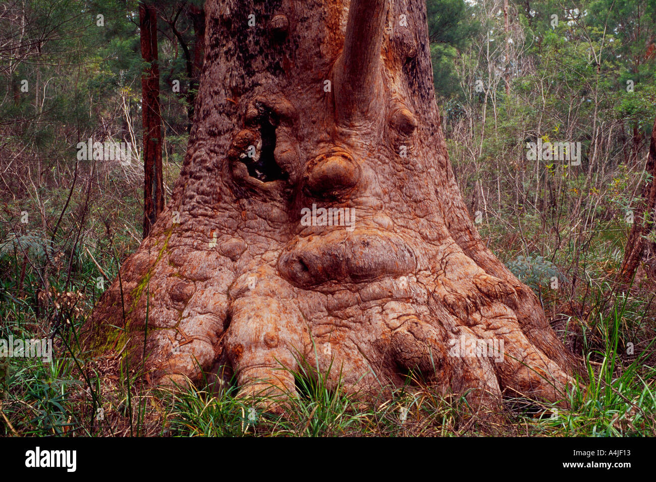 Tronc de l'arbre à l'image d'un visage rouge picotement des forêts d'eucalyptus se l'ouest de l'Australie Banque D'Images