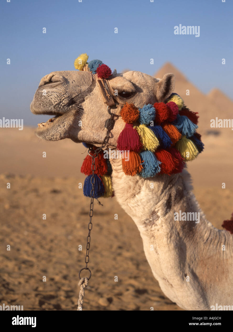 Pyramides et camel, Giza, Le Caire, Egypte Banque D'Images