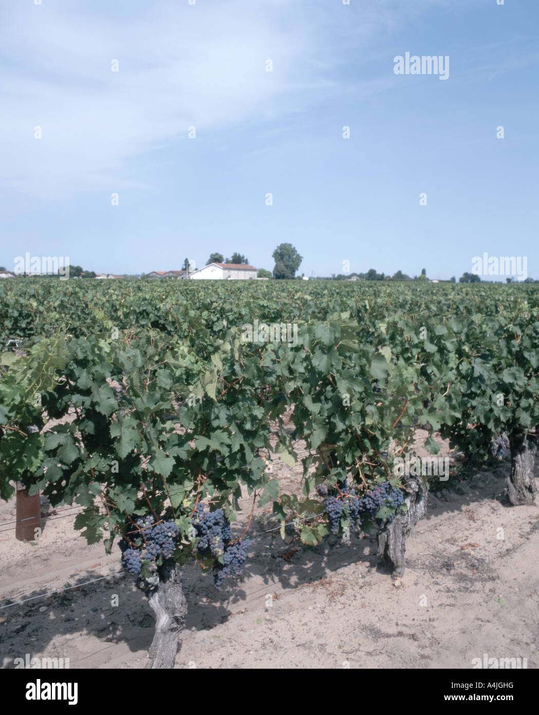 Raisins sur la vigne, le vignoble de Saint-Emilion, Gironde. Aquitaine, France Banque D'Images