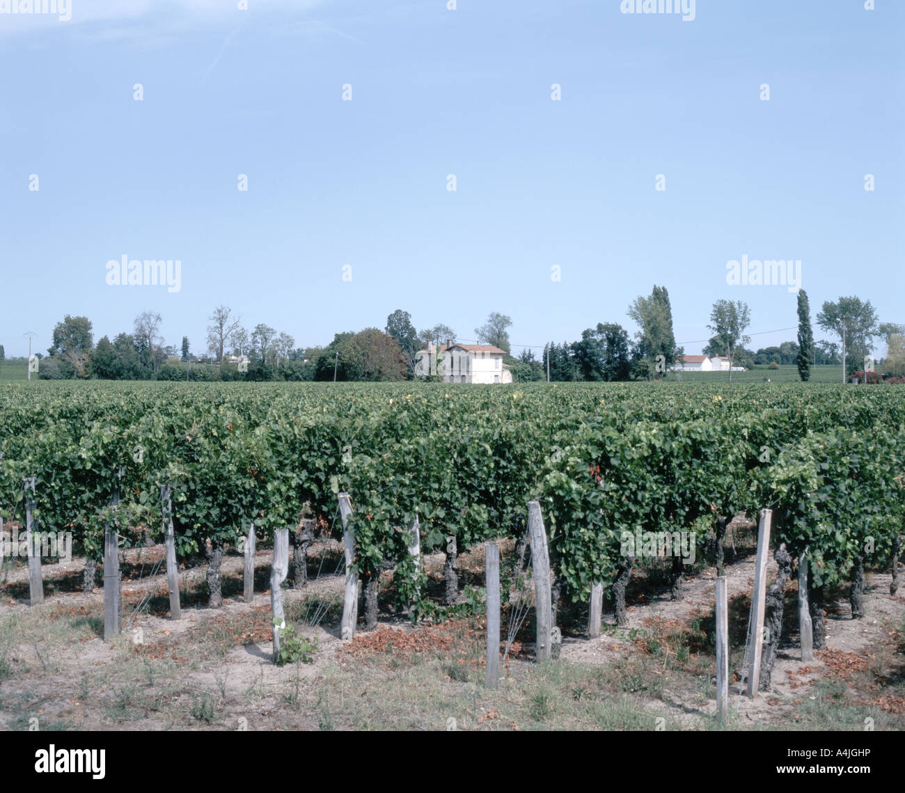 Raisins sur vignes dans le vignoble, Saint-Émilion, Gironde. Aquitaine, France Banque D'Images