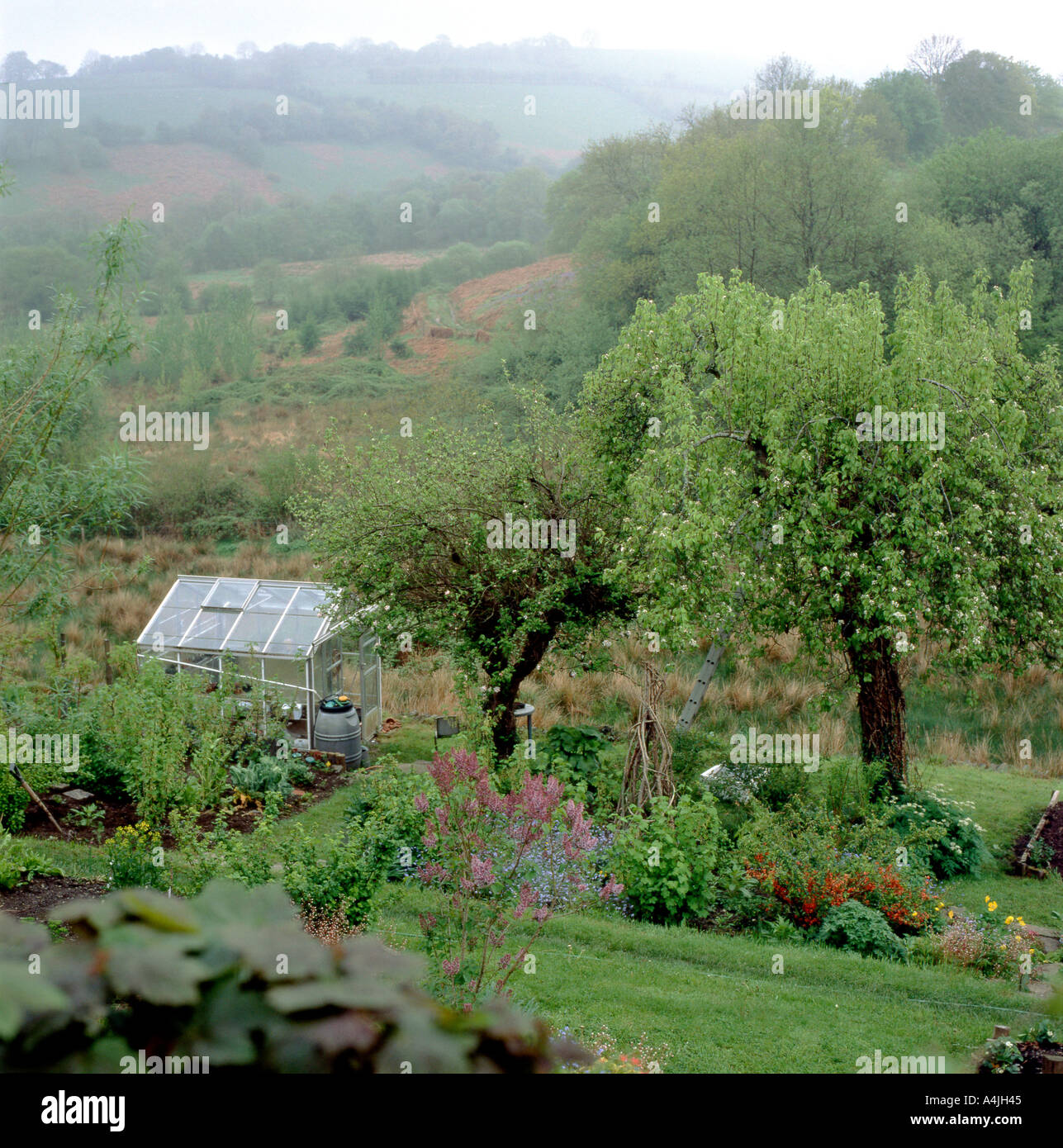 Un potager bio dans les régions rurales du pays de Galles UK Banque D'Images