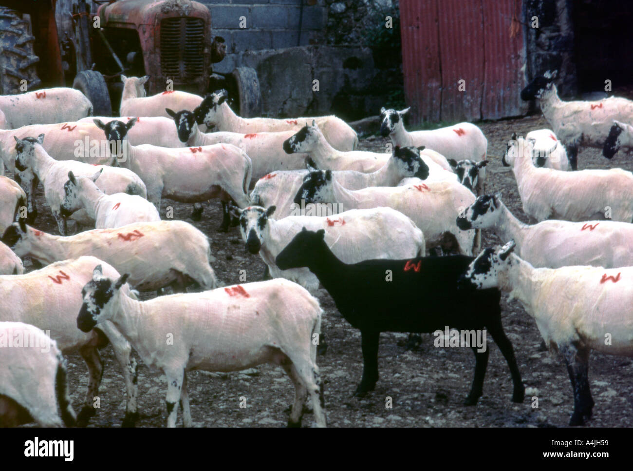 Mouton noir parmi les moutons blancs permanent avec les marques marque rouge dans une ferme après le cisaillement à une ferme galloise dans Carmarthenshire Wales UK Banque D'Images