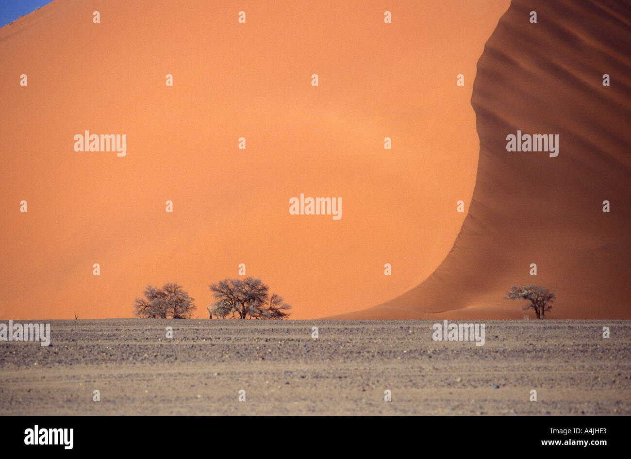 Dune de sable avec des arbres gigantesques Afrique Namibie Banque D'Images