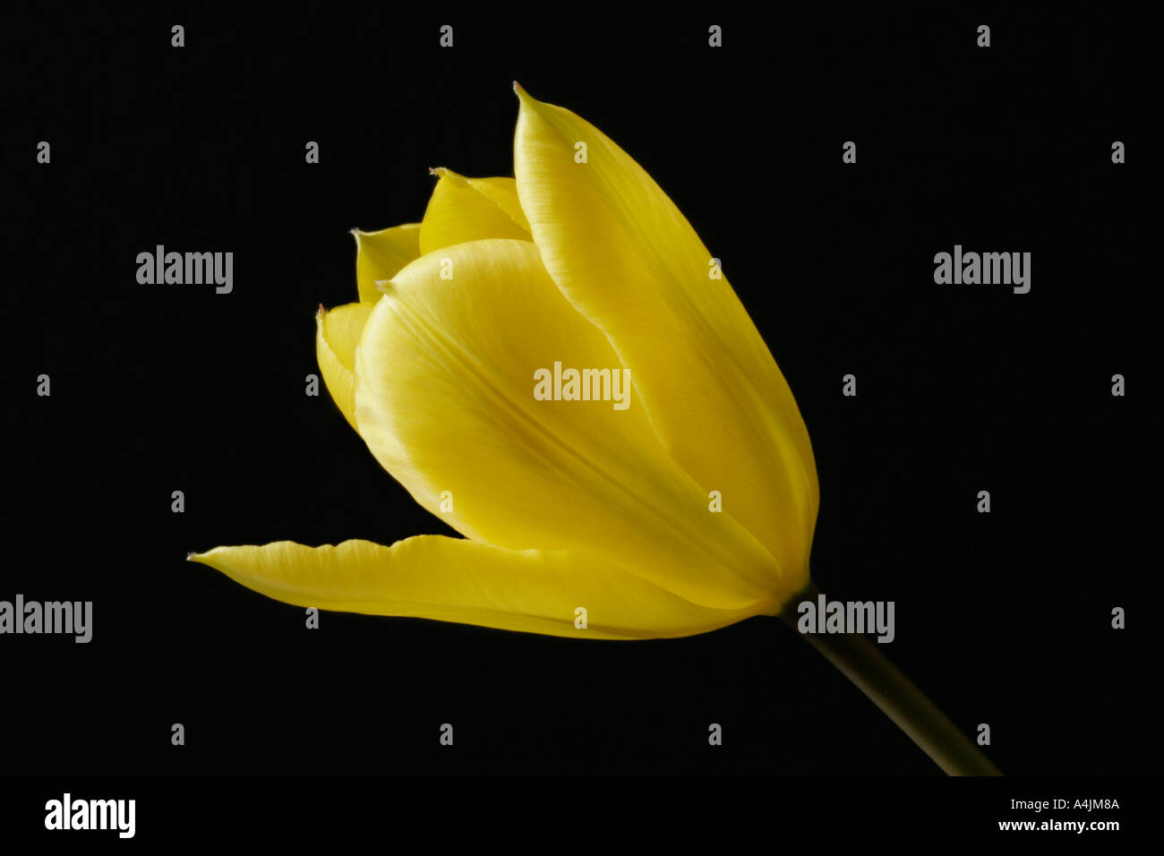 Yellow Tulip Tulipa Famille Banque D'Images