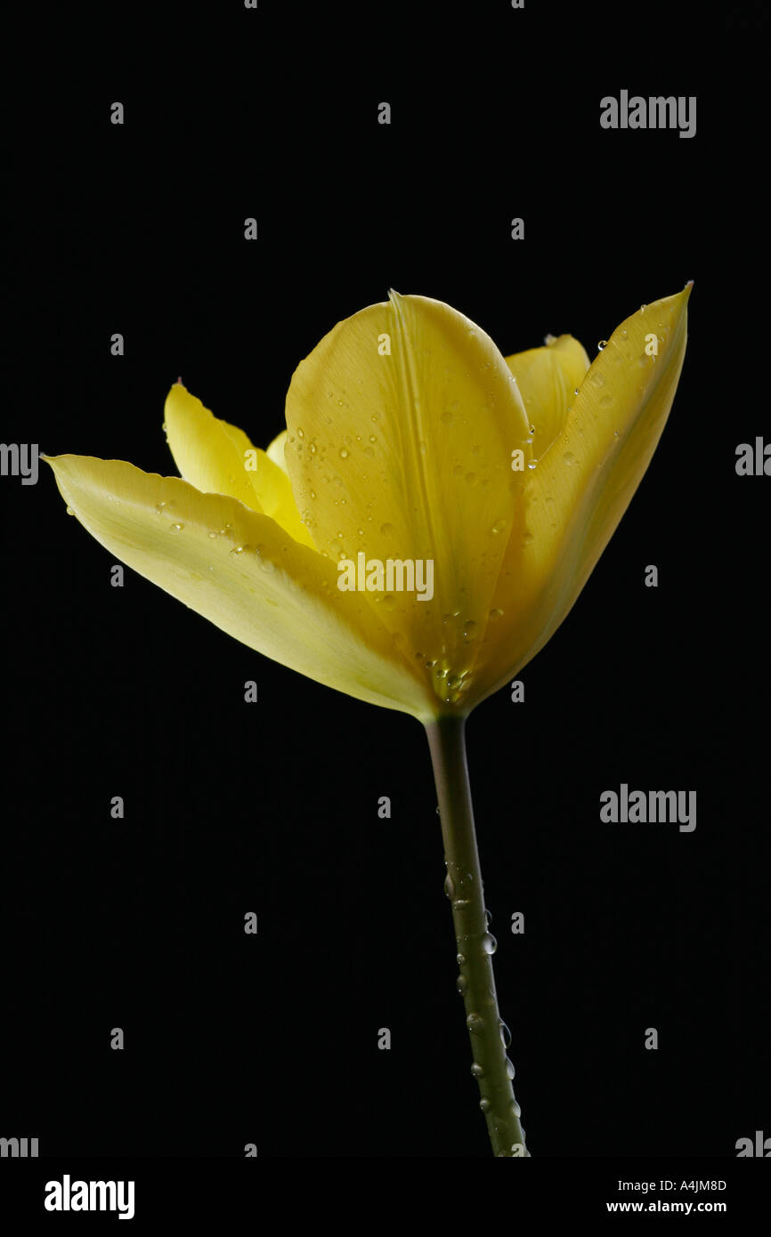 Yellow Tulip Tulipa Famille Banque D'Images