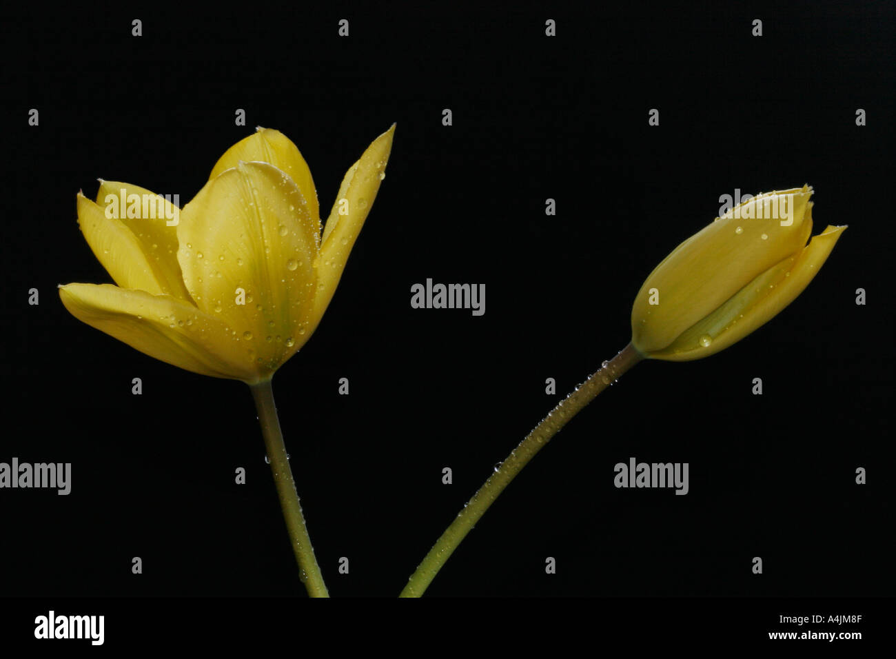 Tulipes jaunes Tulipa Famille Banque D'Images