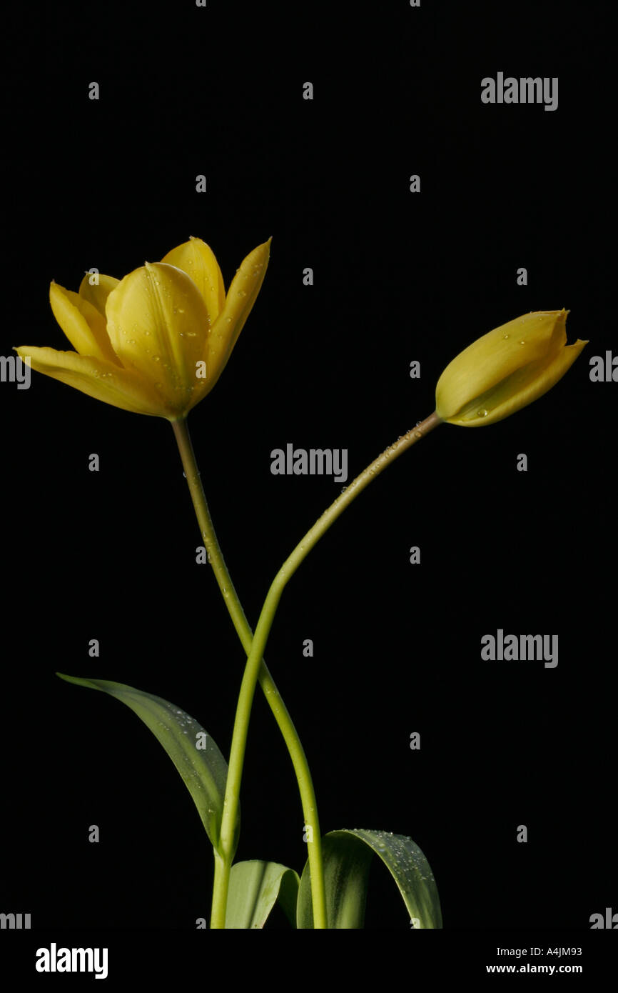 Tulipes jaunes Tulipa Famille Banque D'Images